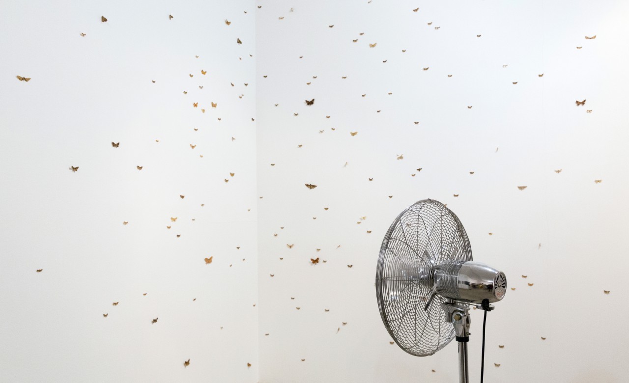 Installation 'Psyche' (dried moths, fan)