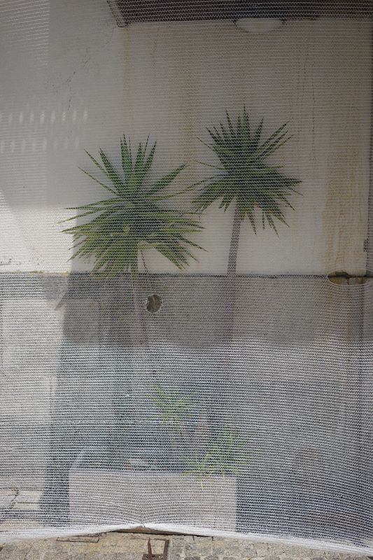 Yucca under Construction, 2015