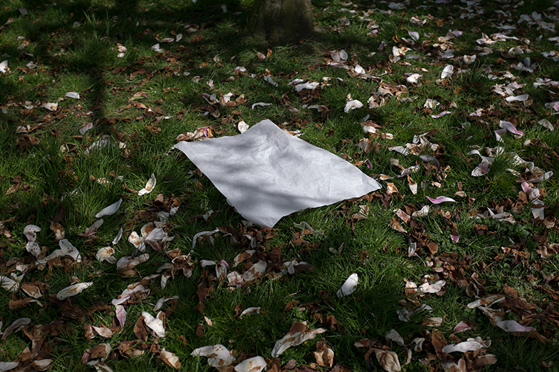 Magnolia, 2015