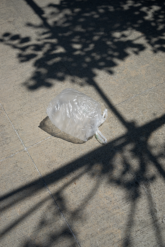 Bag in Trees, 2016