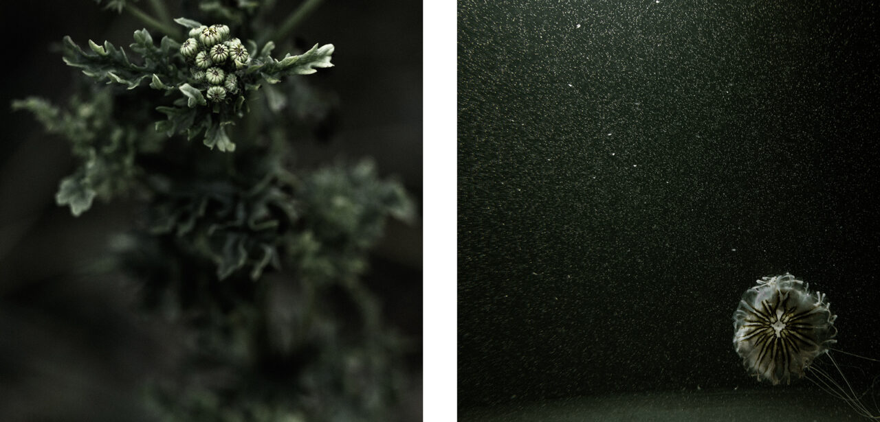 #11 from the series Mimesis (diptych)
