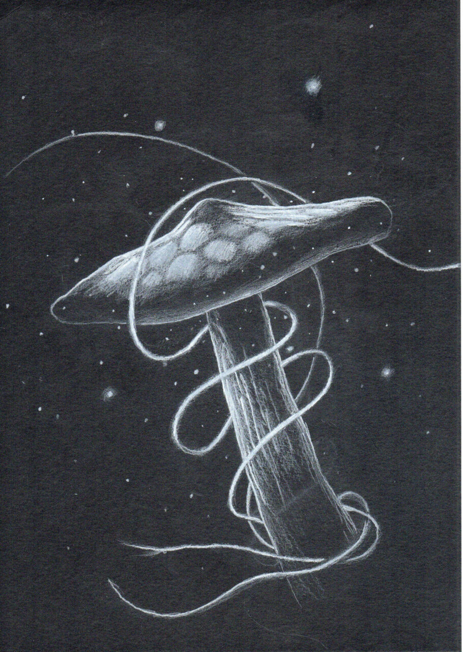 "Mushroom I", 2023, DIN A4, white pencil on black paper