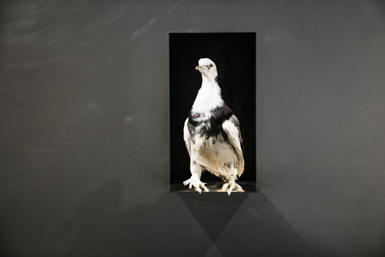 Ismet Jonuzi | Profil Image 18